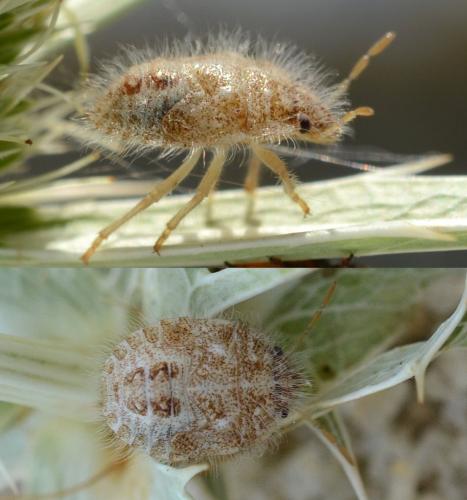 Staria lunata